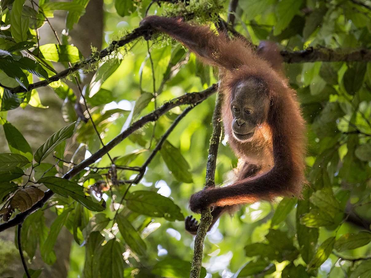 Borneo-Orang-Utan © Richard Barrett / WWF UK