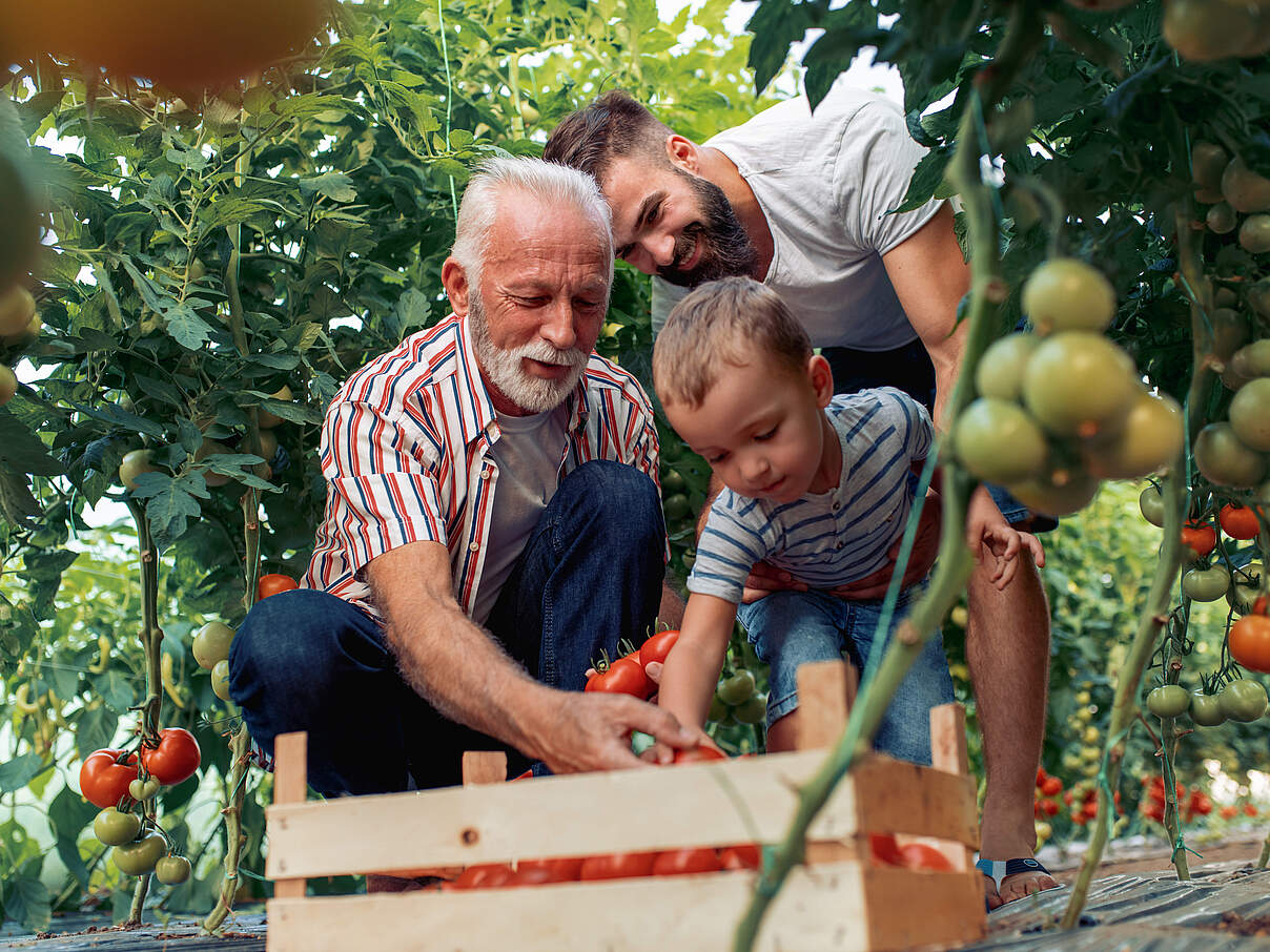 Familie erntet Tomaten