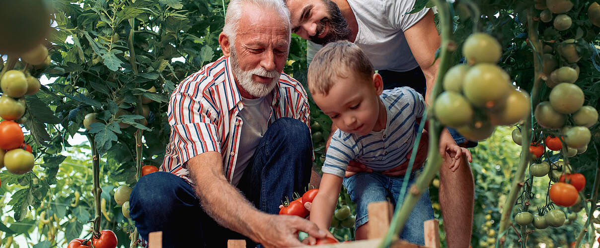 Familie erntet Tomaten