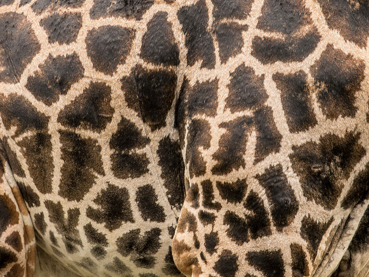 Das typische Fell-Muster einer Massai-Giraffe