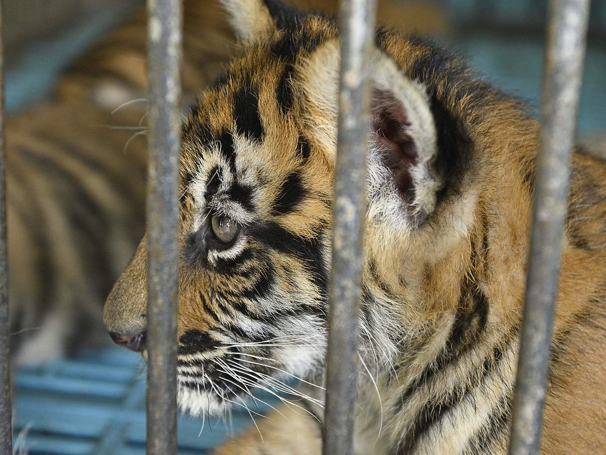 Tigerjunges im Sriracha „Tigerzoo” in Thailand © Gordon Congdon