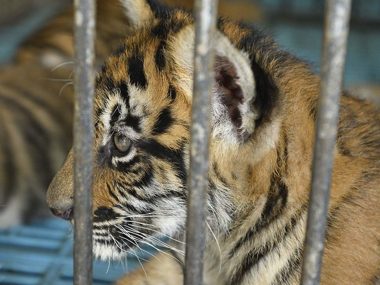 Tigerjunges im Sriracha „Tigerzoo” in Thailand © Gordon Congdon