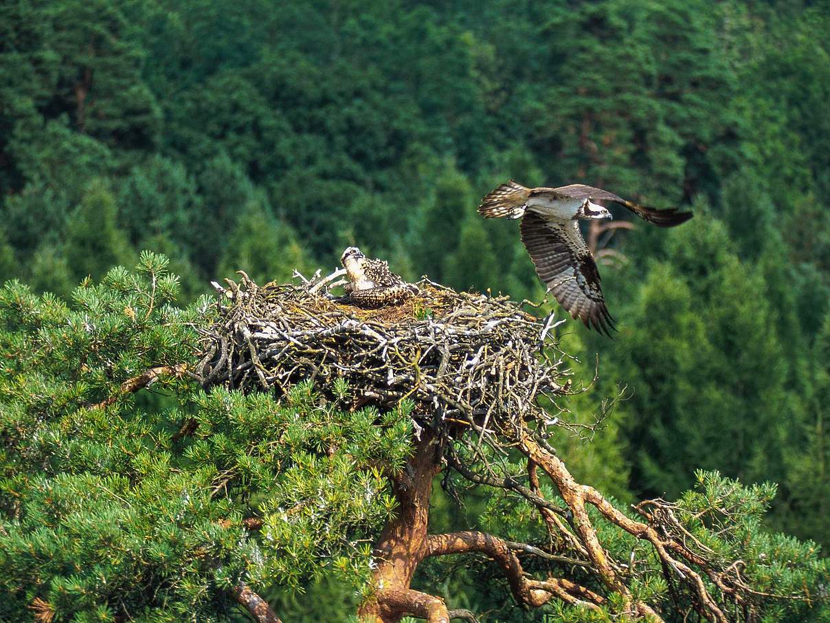 Fischadlerhorst mit Jungvogel © imago / blickwinkel