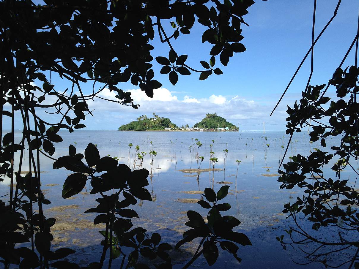 Neu gepflanzte Mangroven auf den Fidschi-Inseln © Marcel Keurntjes / WWF