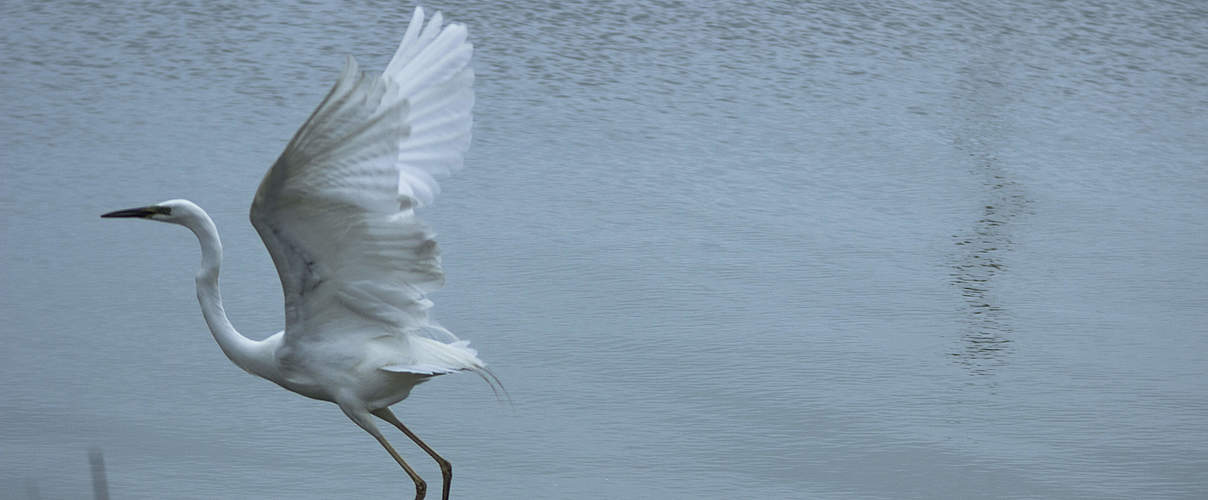 Ein Silberreiher über der Tuzly Lagune in der Ukraine © Diana Rudenko / WWF