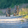 Bengal-Tigerjunge © GettyImages / Brezina