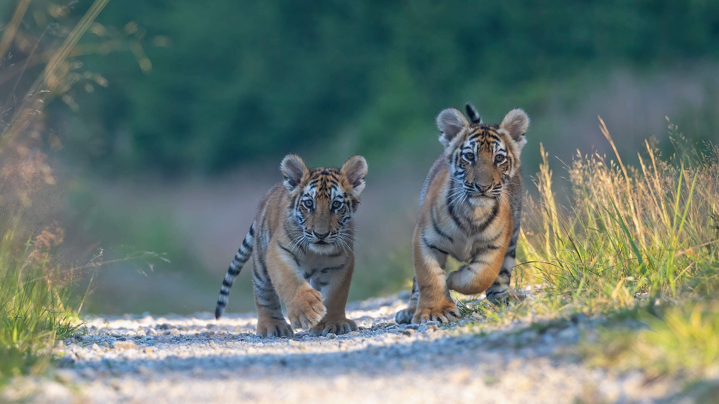 Bengal-Tigerjunge © GettyImages / Brezina