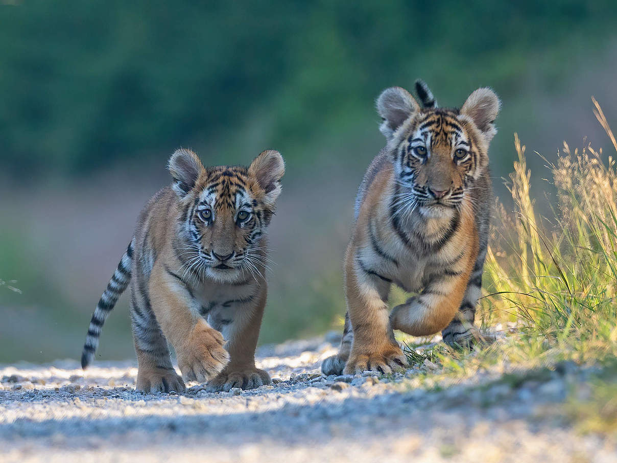 Bengal-Tigerjunge © GettyImages / Brezina