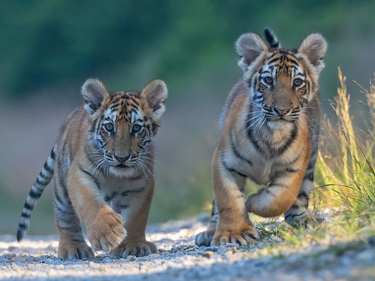 Bengal-Tigerjunge © GettyImages / Brezina