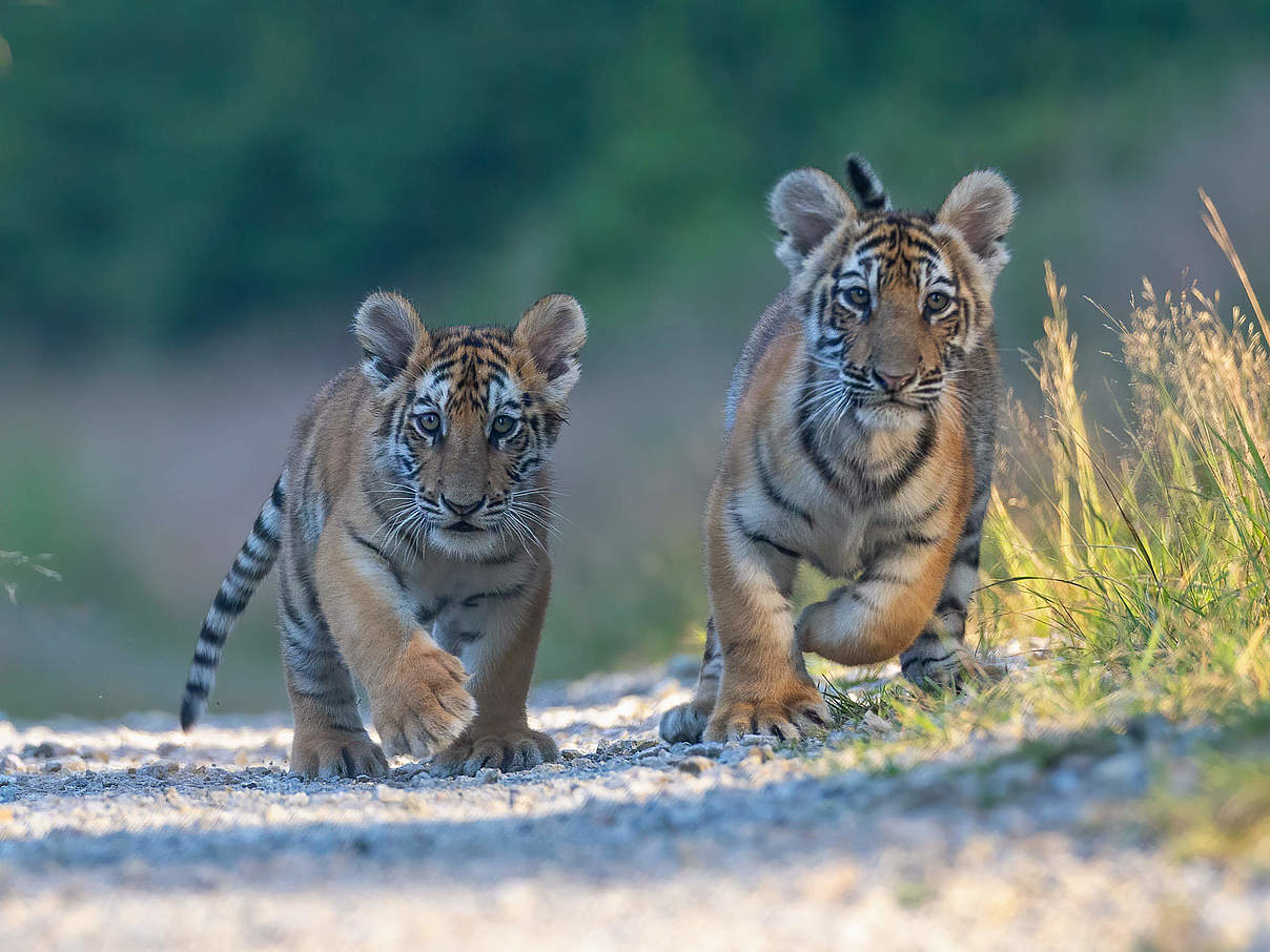 Bengal-Tigerjunge © GettyImages / Brezina