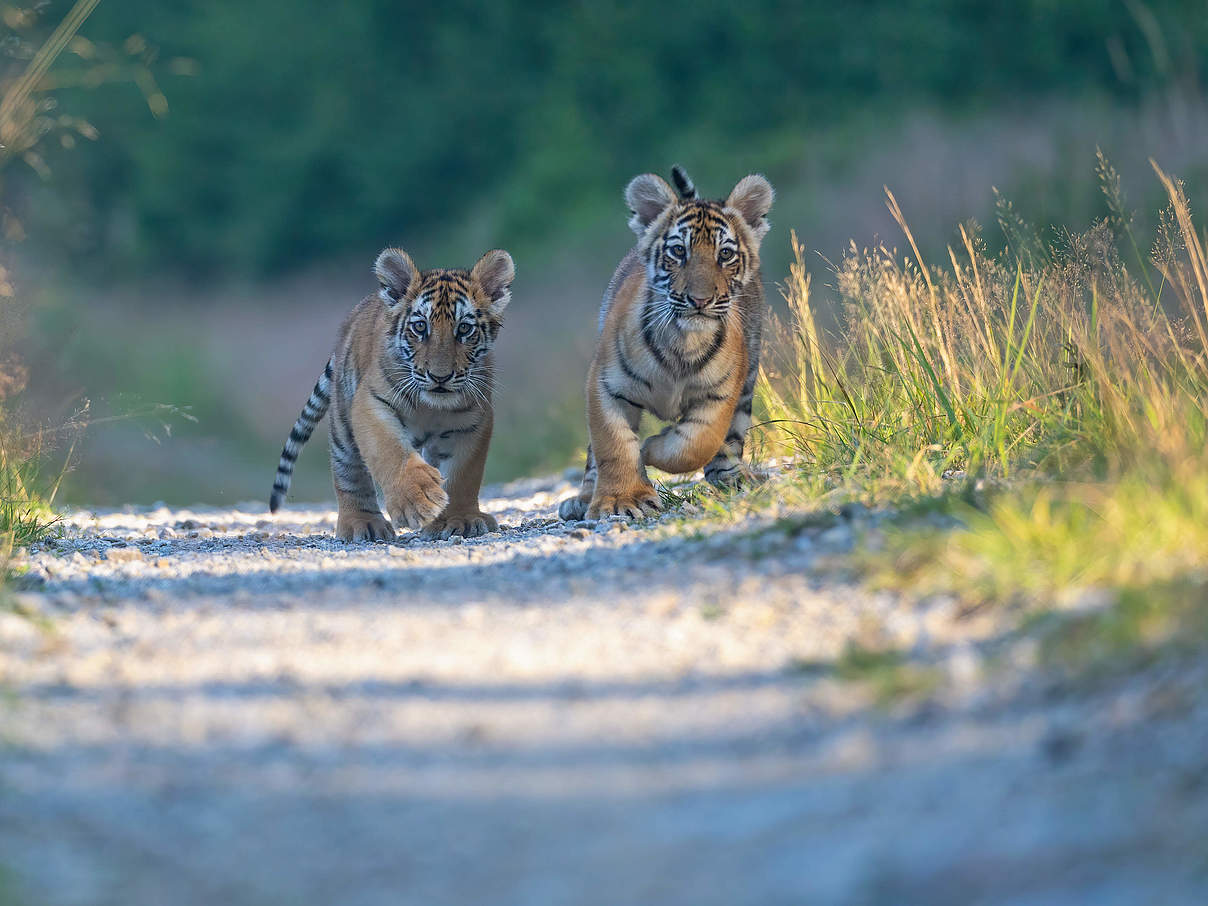 Bengal-Tigerjunge © GettyImages / Brezina