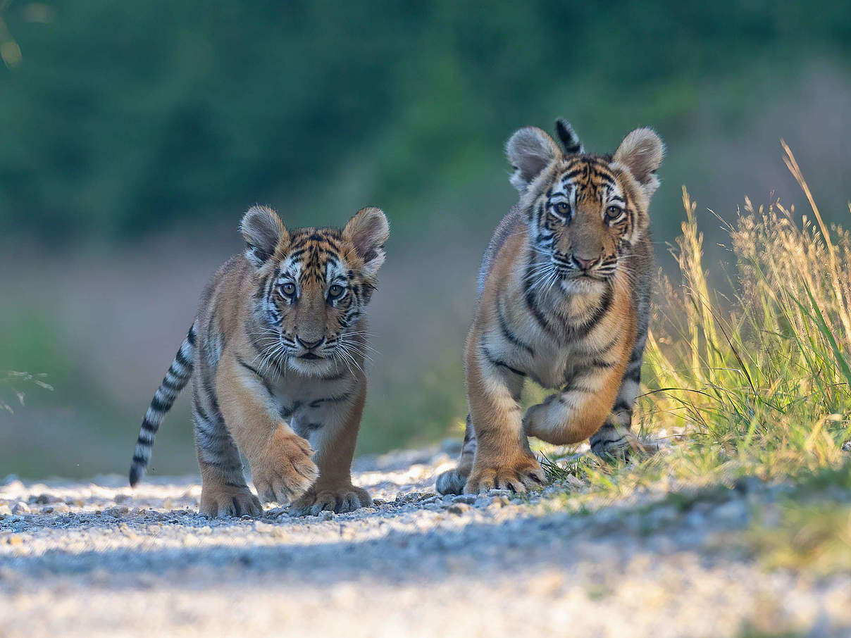 Bengal-Tigerjunge © GettyImages / Brezina