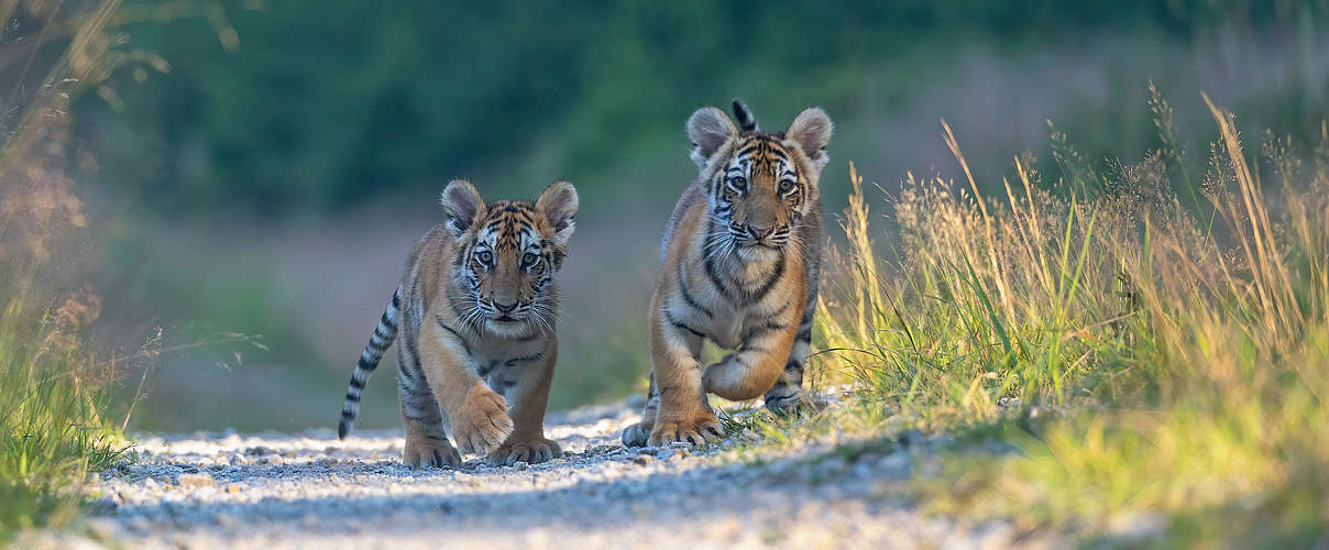 Bengal-Tigerjunge © GettyImages / Brezina