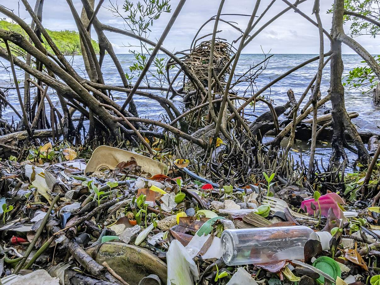 Müll in Mangroven-Wurzeln