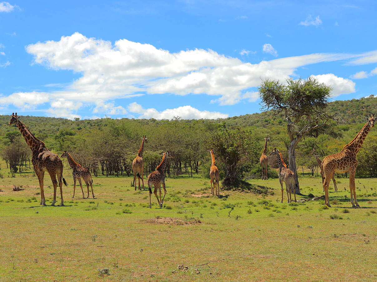 Giraffen im Projektgebiet Unganisha © Peter Komole