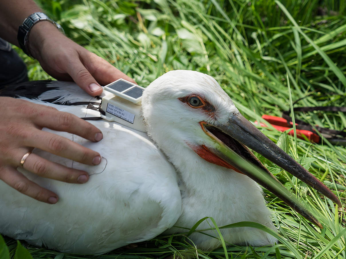 besenderter Schwarzschnabelstorch © Evgeny Egidarev / WWF-Russia besenderter Schwarzschnabelstorch © Evgeny Egidarev / WWF-Russia