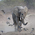 Afrikanischer Elefant © Richard Barrett / WWF-UK