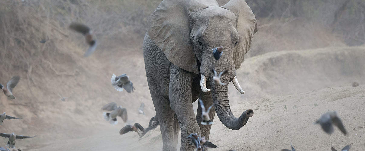 Afrikanischer Elefant WW225856 © Richard Barrett / WWF-UK