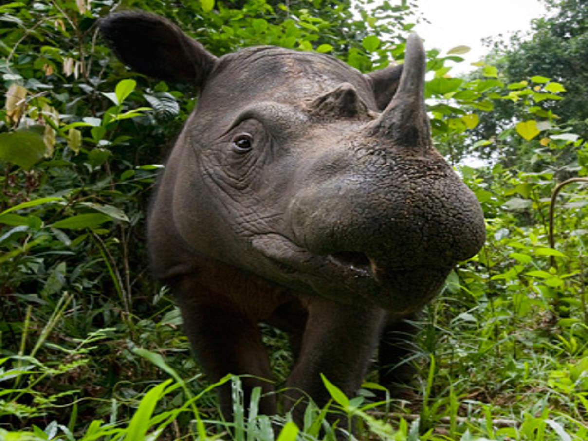 350 HI 279135 Sumatra Nashorn c naturepl.com Mark Carwardine WWF Sumatra-Nashorn, Dicerorhinus sumatrensis © naturepl.com / Mark Carwardine / WWF