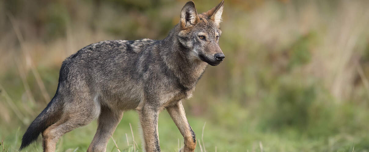 Grauwolf (Canis Lupus) in Polen