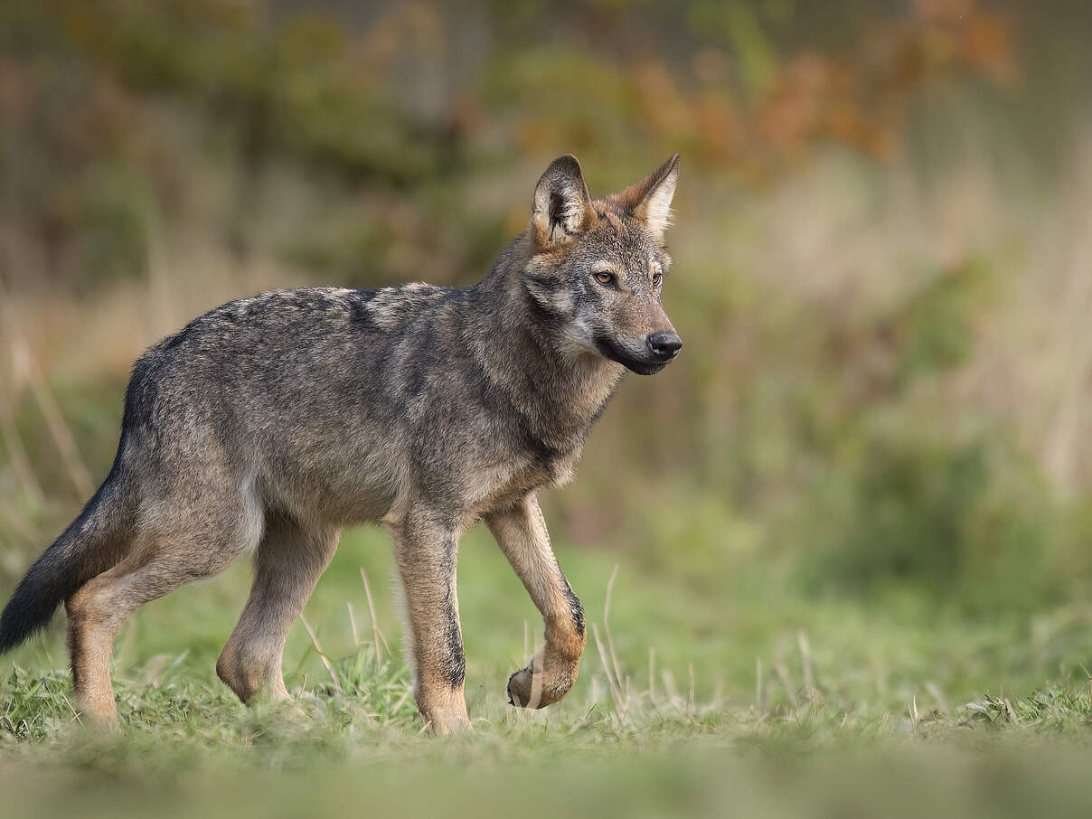 Grauwolf (Canis Lupus) in Polen