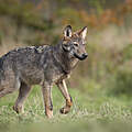 Grauwolf (Canis Lupus) in Polen