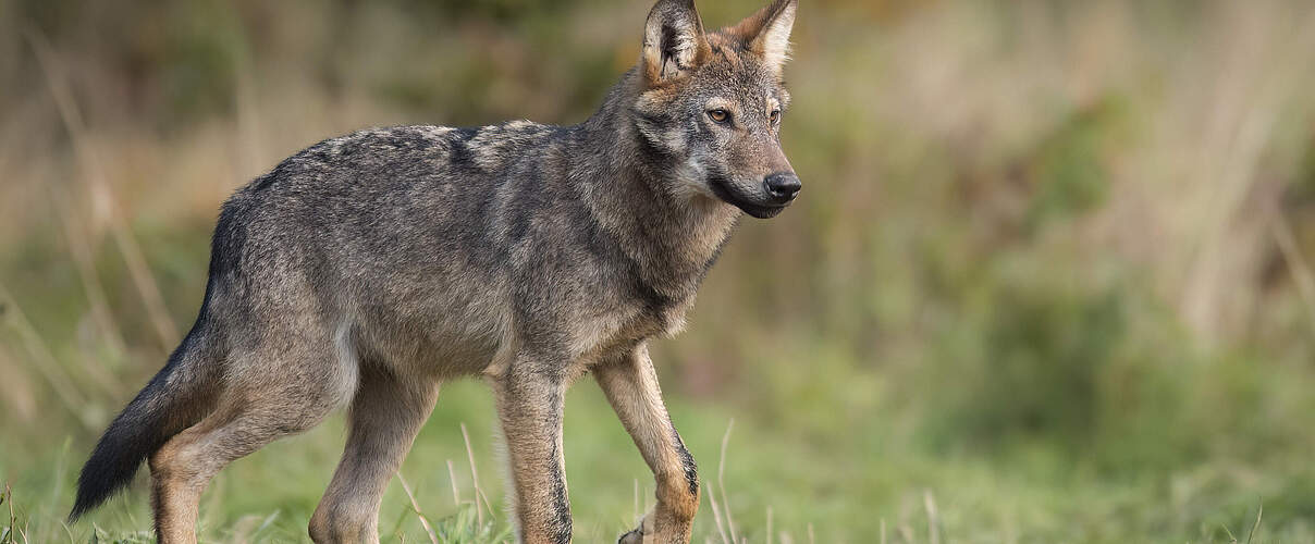 Grauwolf (Canis Lupus) in Polen