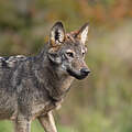 Grauwolf (Canis Lupus) in Polen