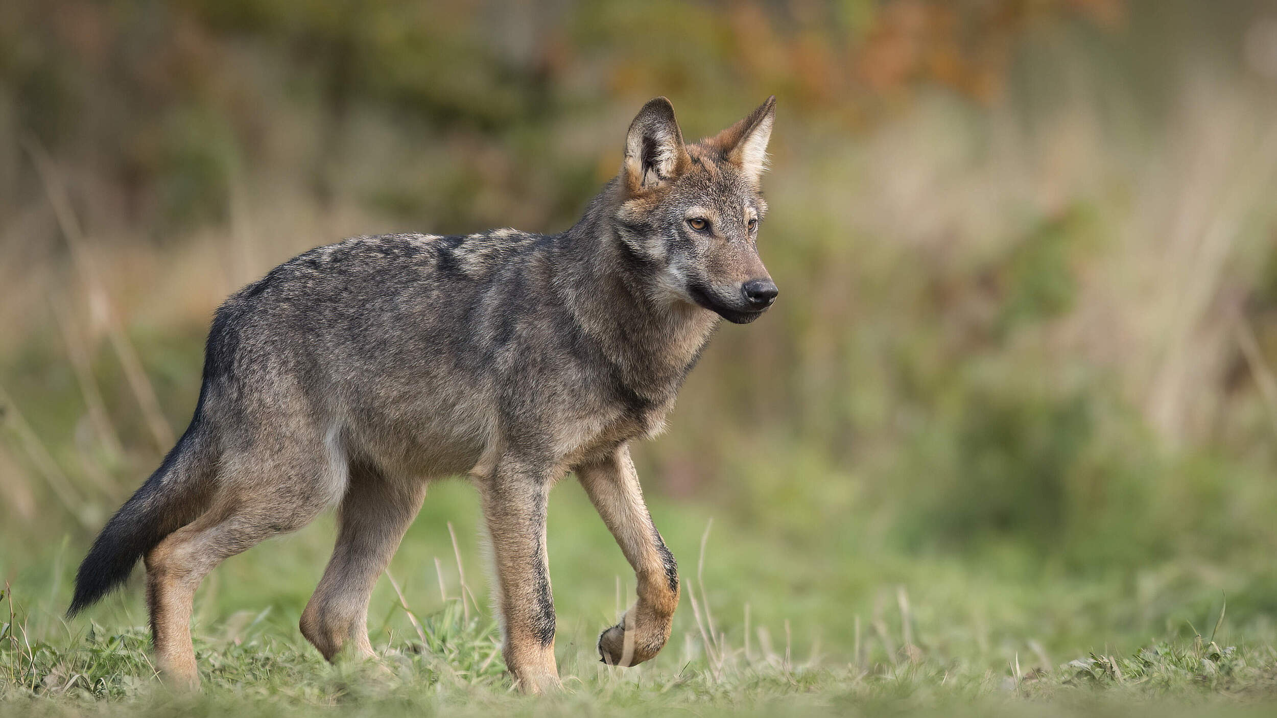 Grauwolf (Canis Lupus) in Polen