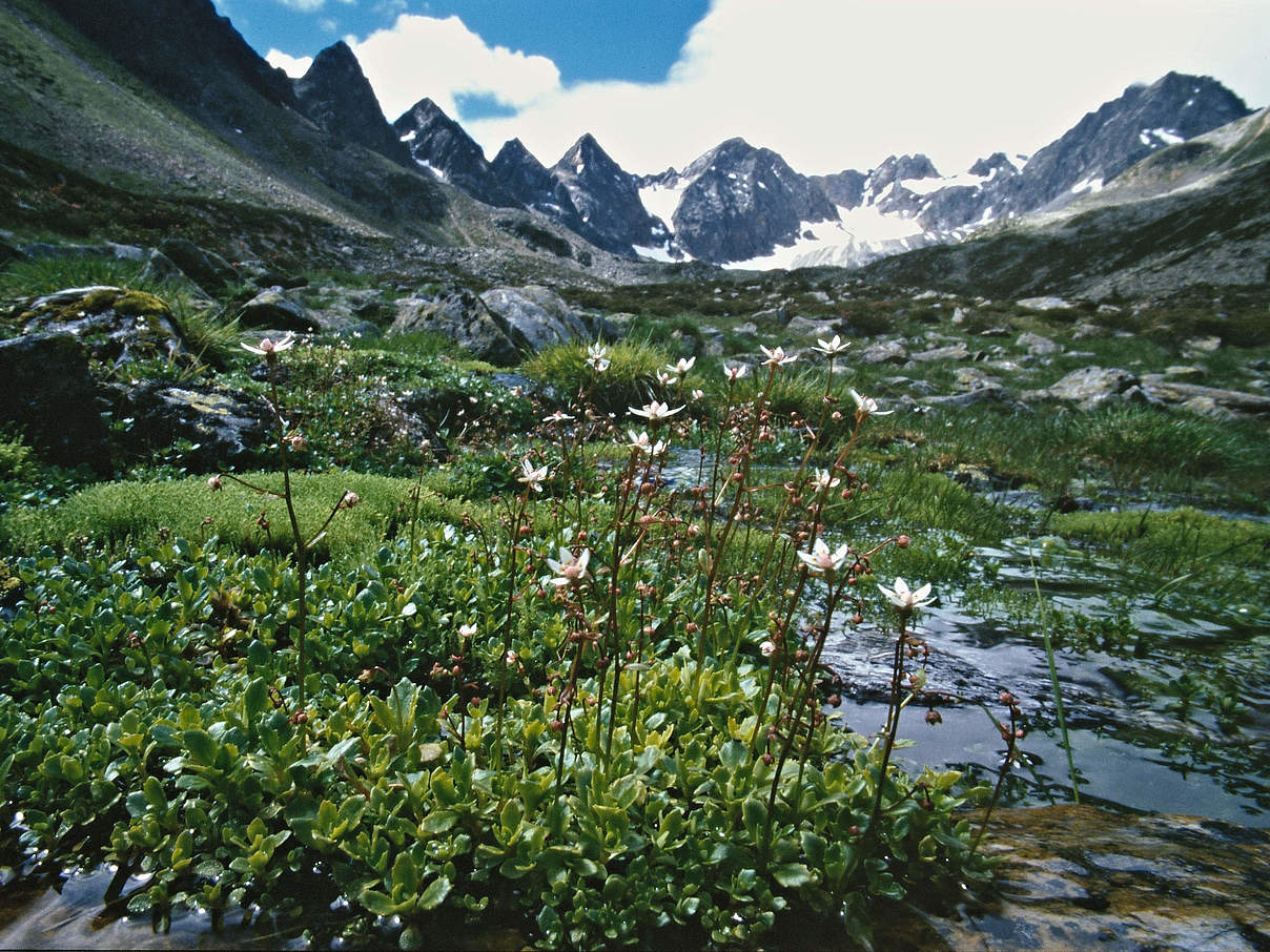 Steinbrechgewächs © Anton Vorauer / WWF