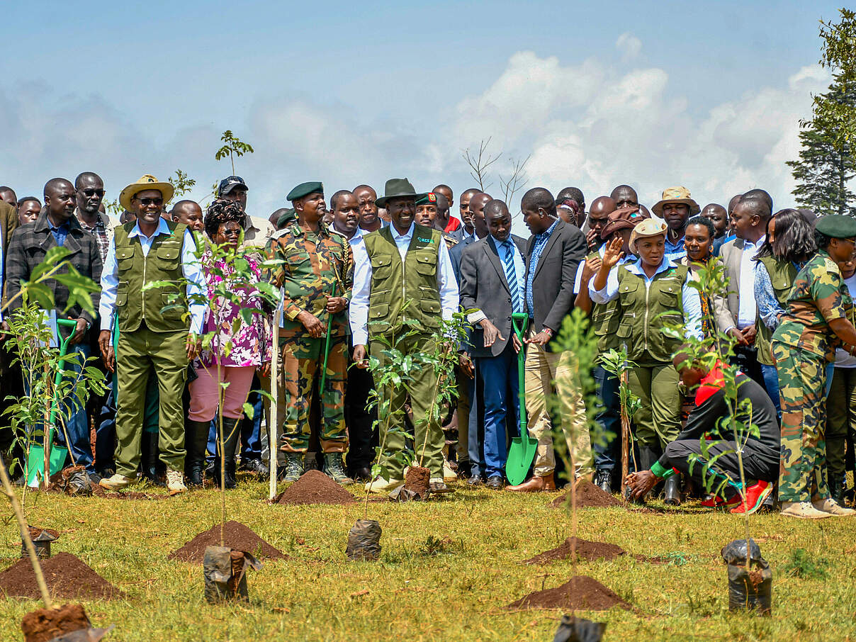 Im Rahmen der Baumpflanzungen im Kaptagat Wald nahmen zahlreiche Prominente teil, unter anderem der kenianische Präsident William Ruto @ WWF Kenia