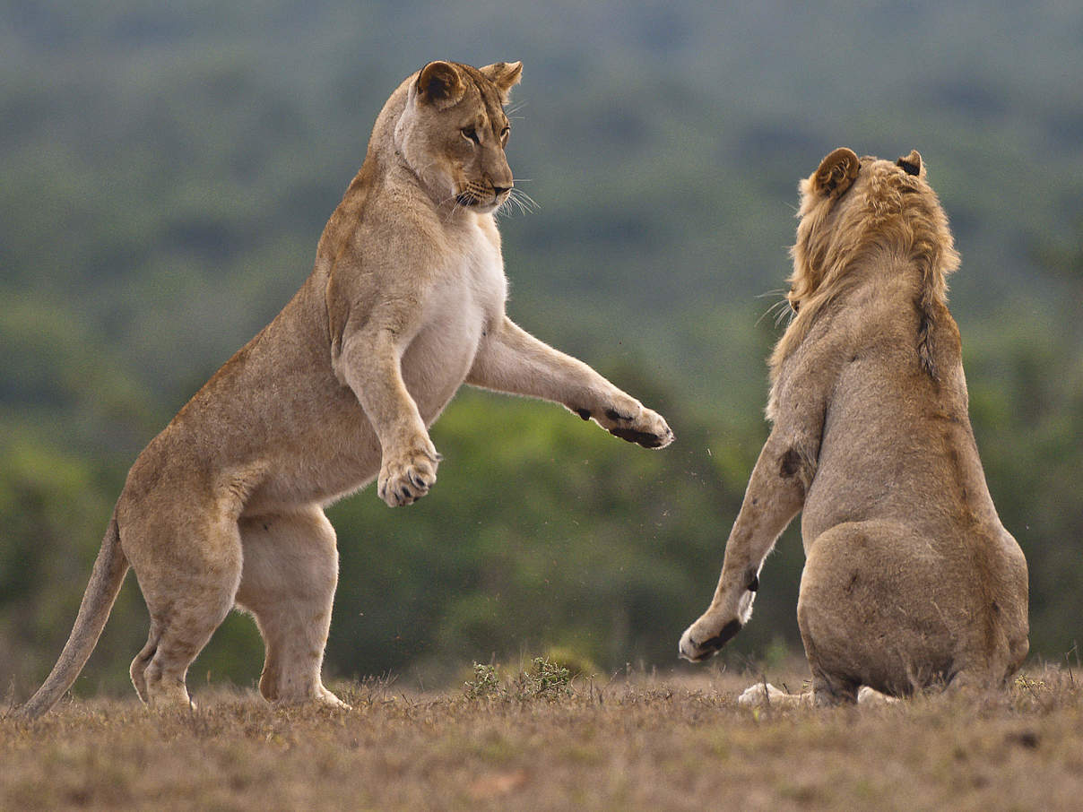 Löwe und Löwin © Peter Chadwick / WWF