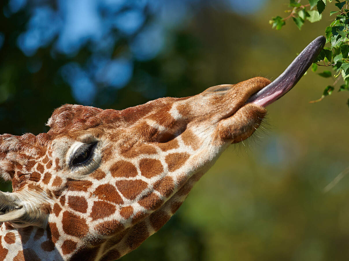 Nord-Giraffe frisst Blätter 
