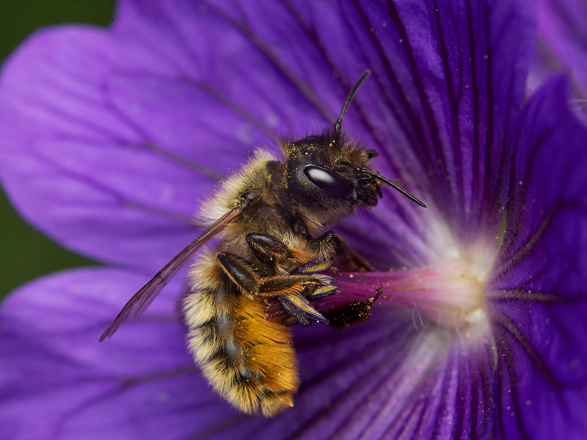 Rote Mauerbiene © Martin Dohrn / WWF UK