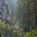 Ein Blick in den Wald und Gebirge in den Karpaten in Rumänien