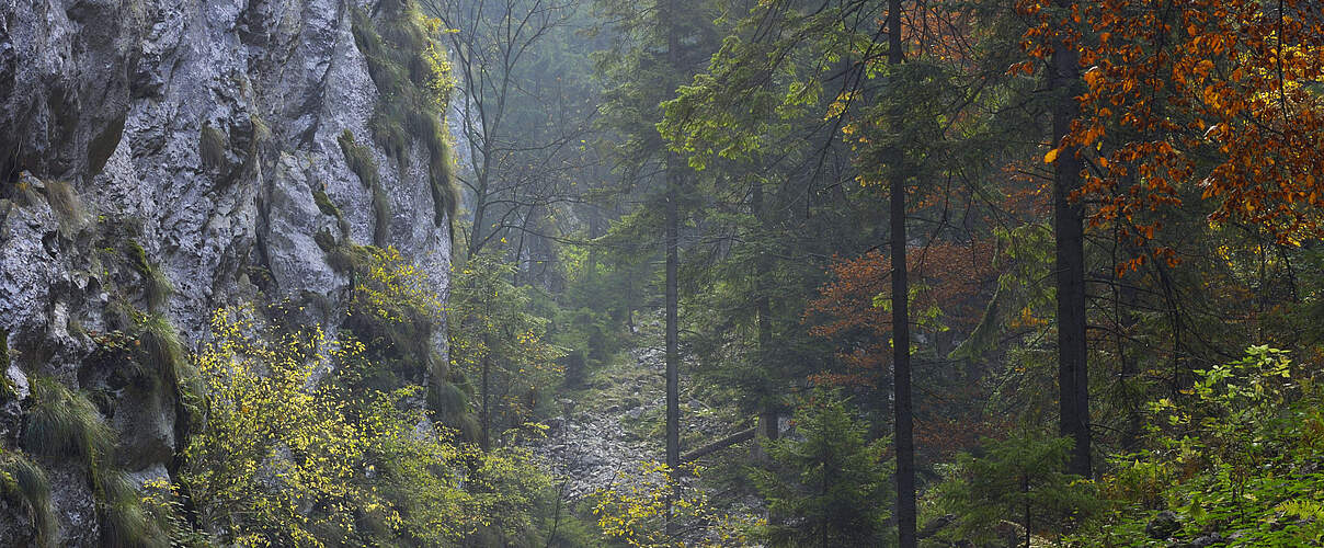 Ein Blick in den Wald und Gebirge in den Karpaten in Rumänien