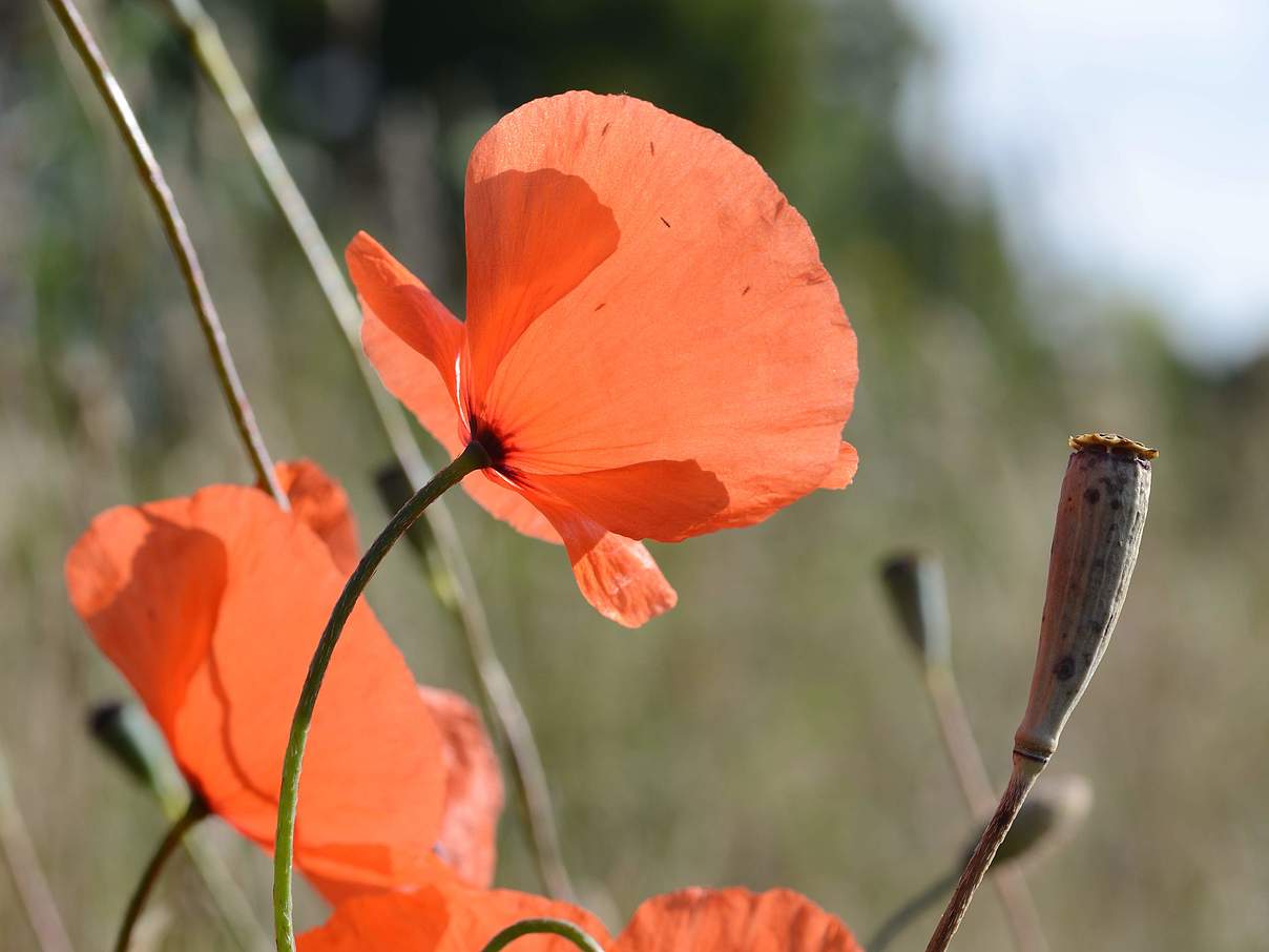 Saat-Mohn © Frank Gottwald