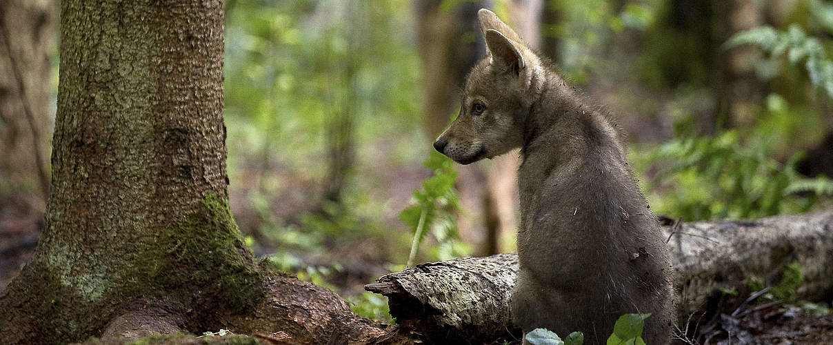 Grauwolf-Welpen © Wild Wonders of Europe / Sergey Gorshkov / WWF