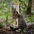 Grauwolf-Welpen © Wild Wonders of Europe / Sergey Gorshkov / WWF