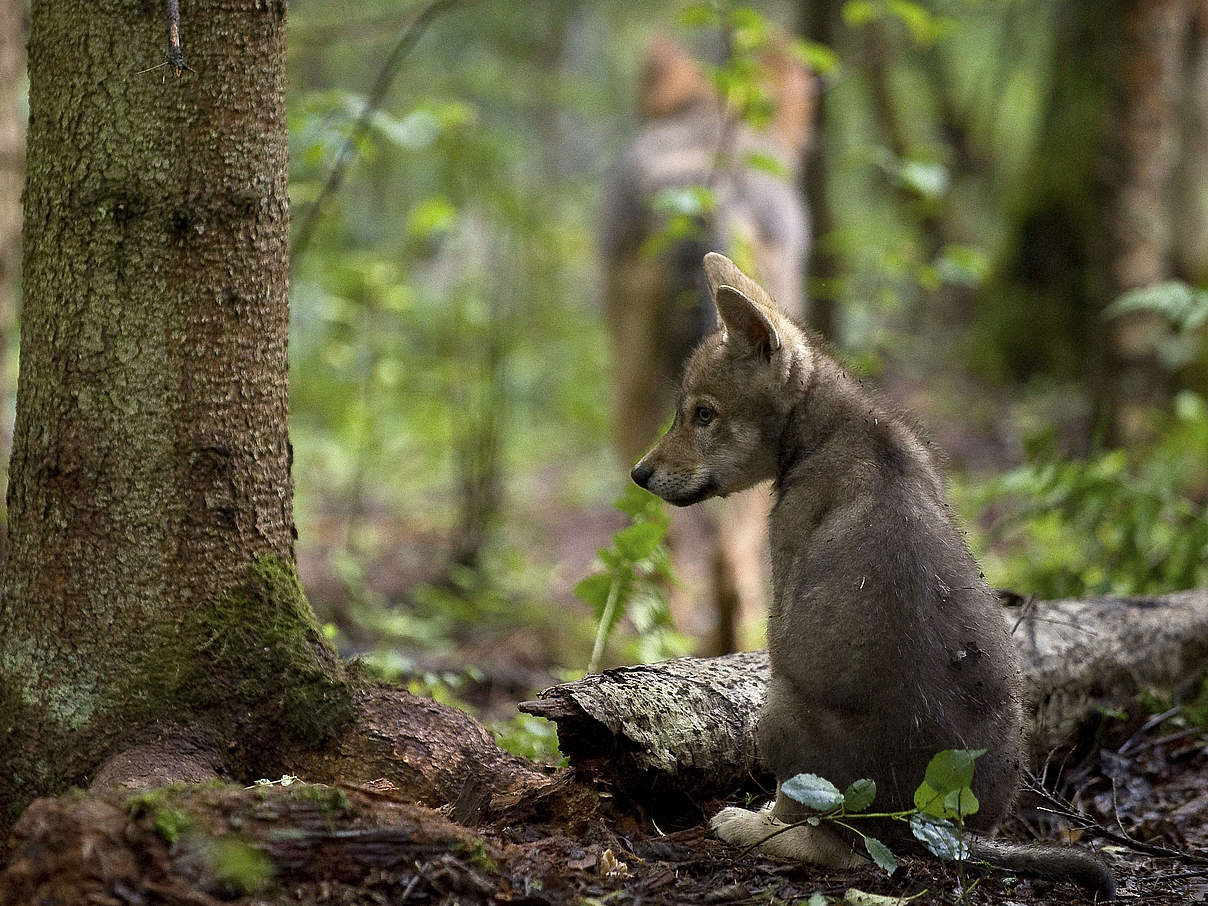 Grauwolf-Welpen © Wild Wonders of Europe / Sergey Gorshkov / WWF