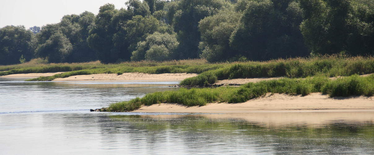 Sandbänke und Weichholzauen am Ufer der mittleren Elbe © Bernd Eichhorn / WWF
