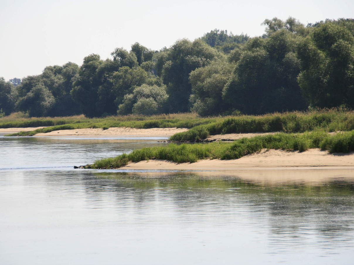 Sandbänke und Weichholzauen am Ufer der mittleren Elbe © Bernd Eichhorn / WWF