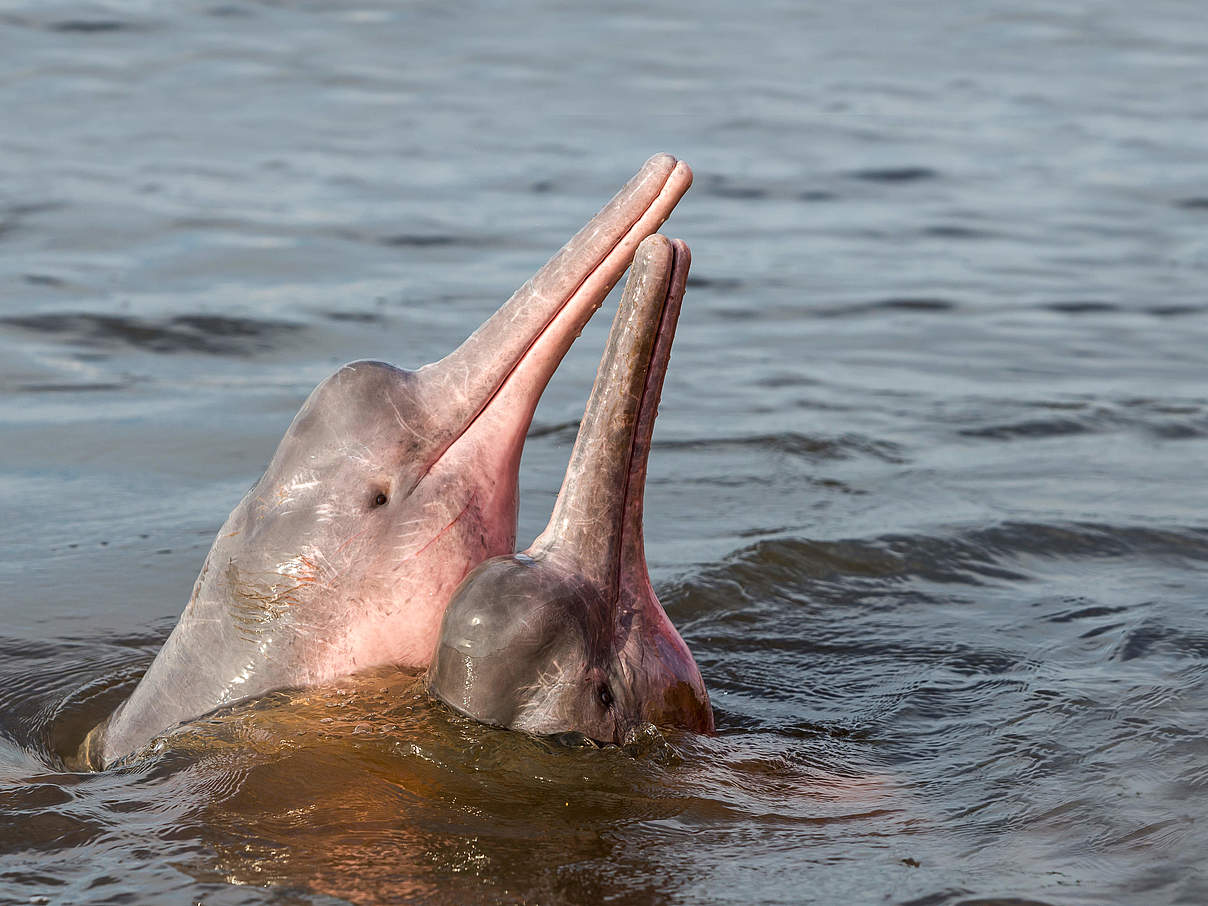 Amazonas-Flussdelfin © Shutterstock / COULANGES / WWF-Sweden