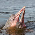 Amazonas-Flussdelfin © Shutterstock / COULANGES / WWF-Sweden