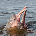 Amazonas-Flussdelfin © Shutterstock / COULANGES / WWF-Sweden