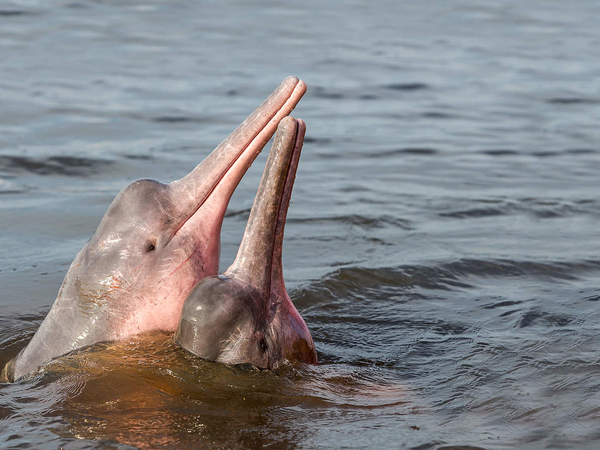 Amazonas-Flussdelfin © Shutterstock / COULANGES / WWF-Sweden