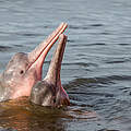 Amazonas-Flussdelfin © Shutterstock / COULANGES / WWF-Sweden