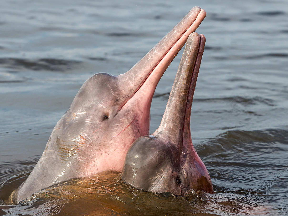 Amazonas-Flussdelfin © Shutterstock / COULANGES / WWF-Sweden