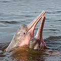 Amazonas-Flussdelfin © Shutterstock / COULANGES / WWF-Sweden