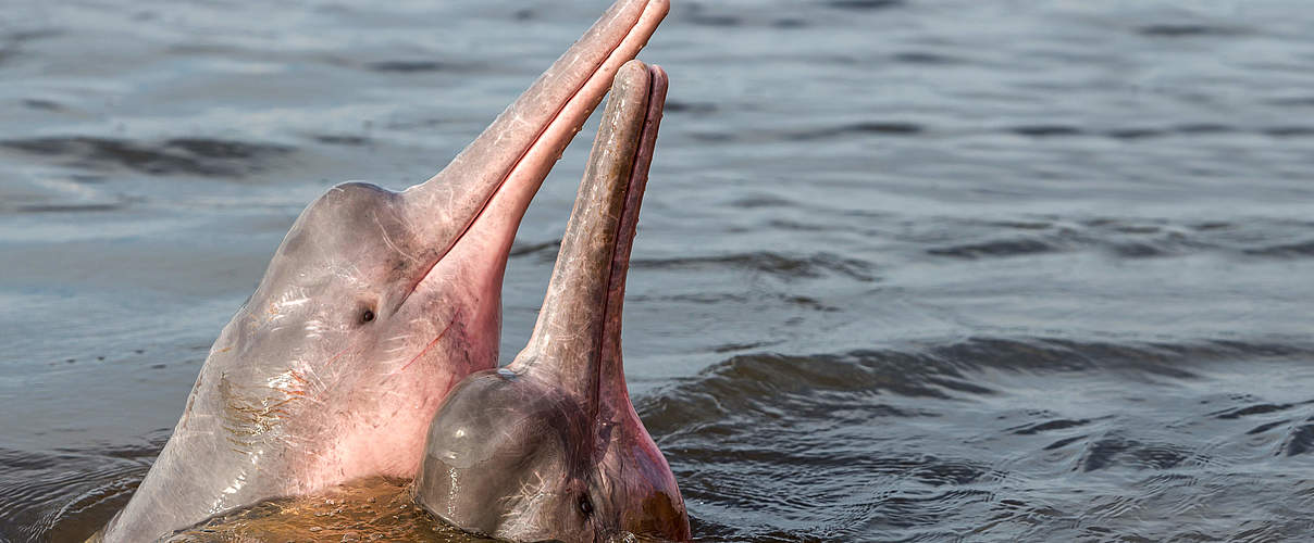 Amazonas-Flussdelfin © Shutterstock / COULANGES / WWF-Sweden